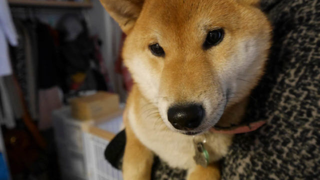 かわいい芝犬